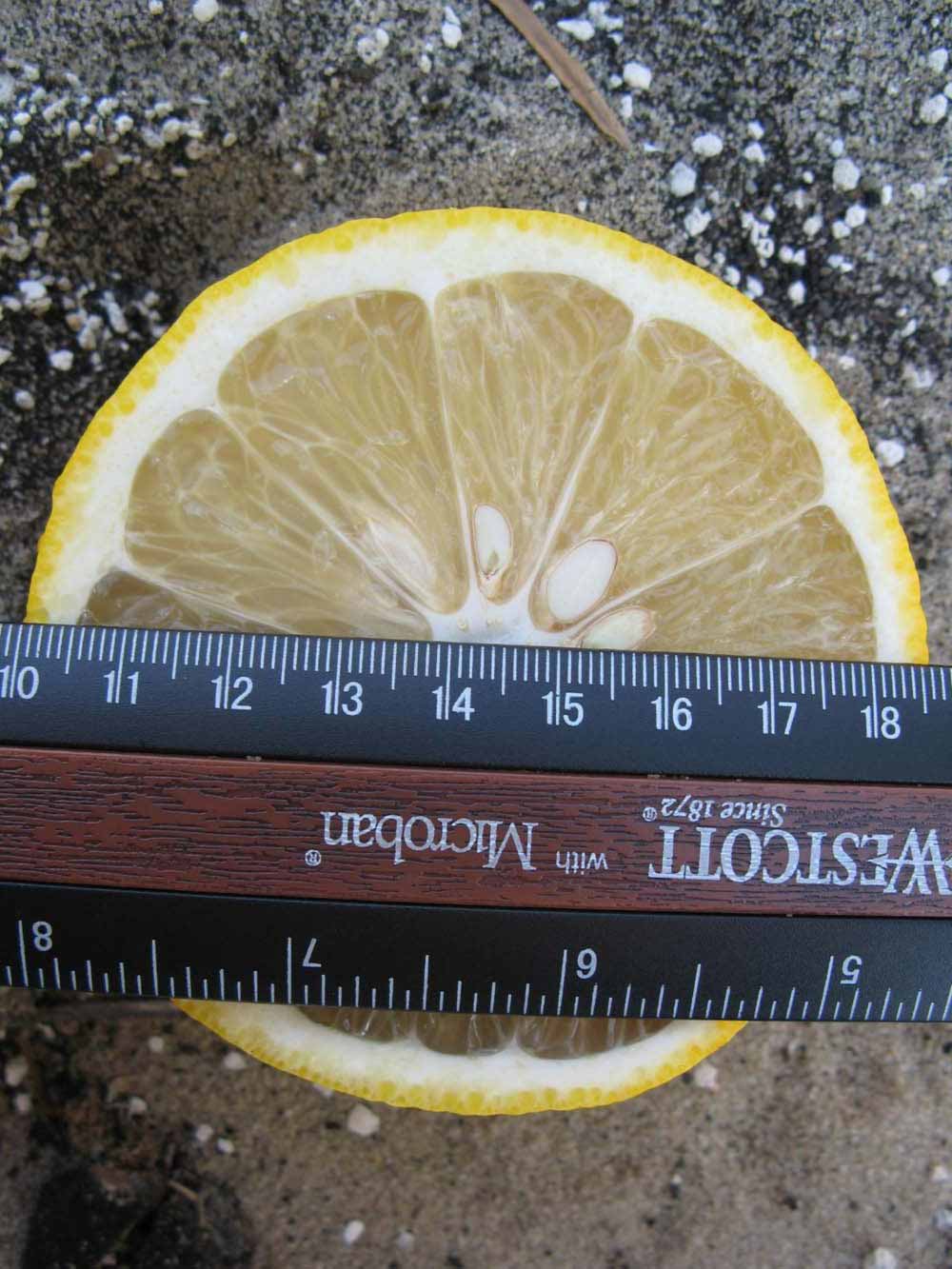              Fruit cross-section (Winter Haven, FL)       